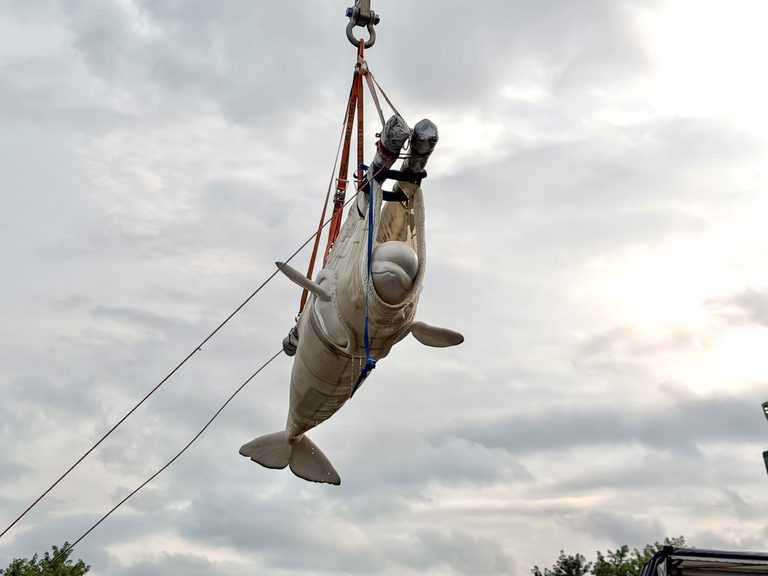 Beluga Whale Peekachu Dies At Chicago S Shedd Aquarium After Rescue