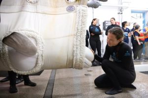 Belugas Arrive At Chicago Aquarium