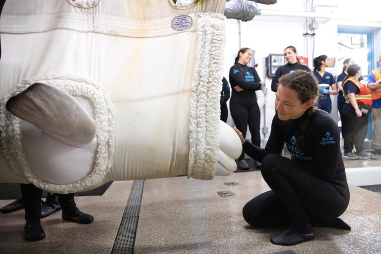 Belugas Arrive At Chicago Aquarium