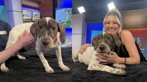 Bend Humane Society Hosts Open House Adoption Event Featuring Sweet Three Month