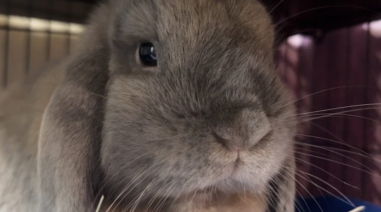 Bend Humane Society Invites Families To Annual Pet Adoption Open House Aug 29