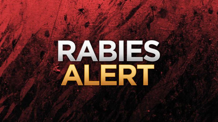 Bexar County Reports First Dog Rabies Case In Over A Decade
