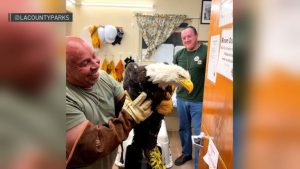Big Bear Bald Eagle Jackie S Condition Worsens