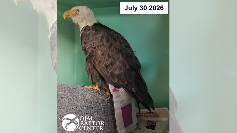 Big Bear Bald Eagle S Recovery