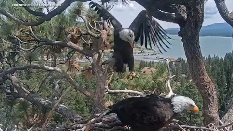 Big Bear Bald Eagle Shadow Returns