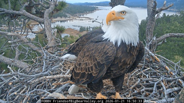 Big Bear Eagle Dies