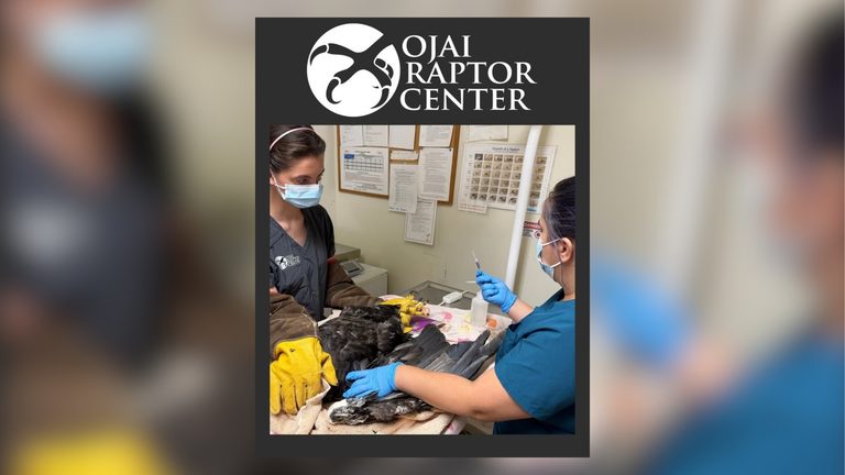Big Bear Eagle Jackie Remains Critically Ill