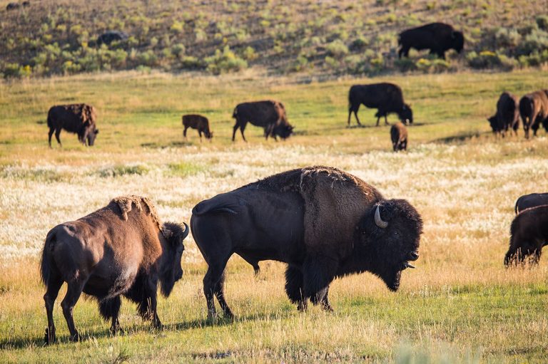 Bison Rut Season Peaks In Jackson How To Spot Stressed Bulls