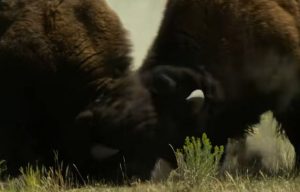 Bison Rutting Season At Yellowstone