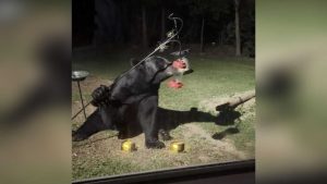 Black Bear Raids Bird Feeder In Paxton Backyard Officials Urge Safety Steps