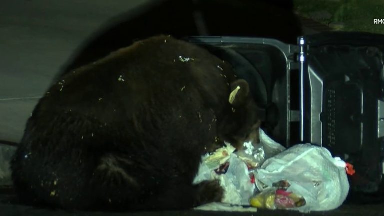 Black Bear Spotted Rummaging Trash In Monrovia Early Friday Morning