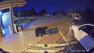 Black Bear Wanders Into Colorado Springs Station 16 Grabs Gear Bag