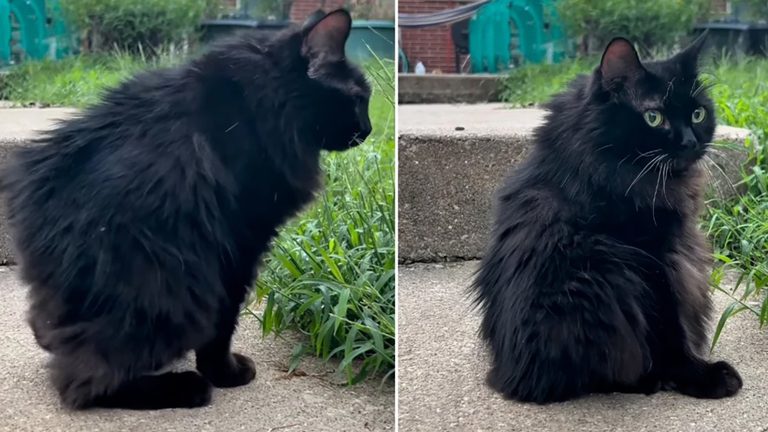 Bloomington Rescue Cat Meemers Goes Viral With Unique Short Spine Condition