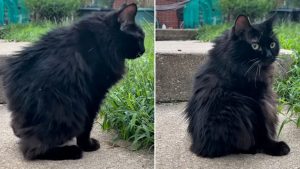 Bloomington Rescue Cat Meemers With Short Spine Syndrome Goes Viral