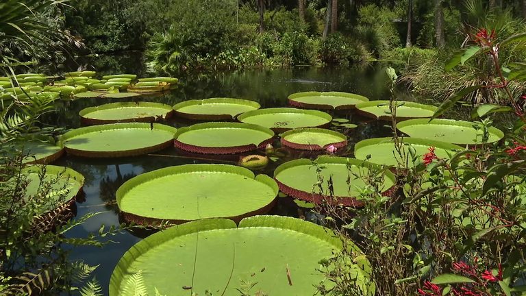 Bok Tower Gardens Sets New Waterlily Record With 286 Pound Leaf