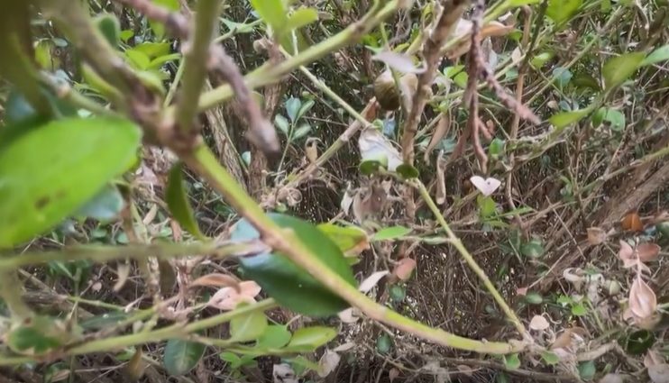 Box Tree Moths Damage Boxwood Shrubs In Anderson Township