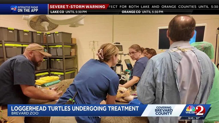 Brevard Zoo Treats Sea Turtles Injured By Discarded Fishing Gear