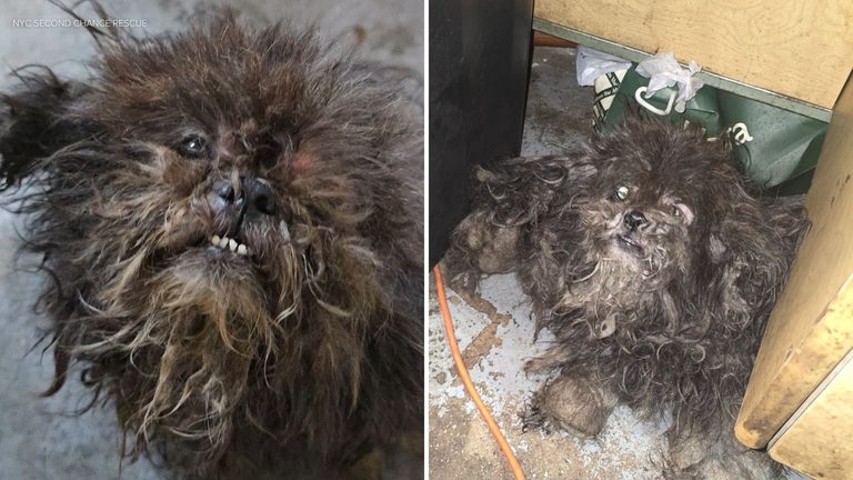 Bronx Rescue Group Saves Two Dogs From Filthy Basement On Fox Street