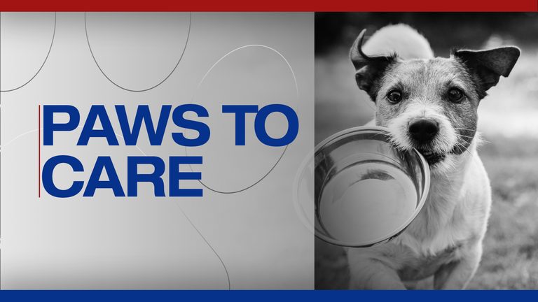 Caddo Parish Animal Services Invites Families To Adopt Kittens At Clear The Shel