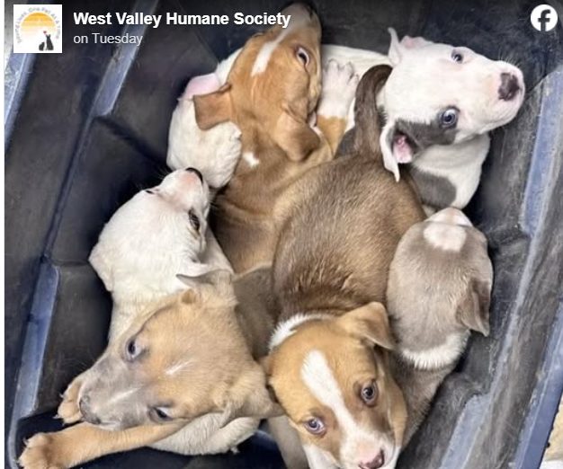 Caldwell Shelter Asks Community To Help With Abandoned Pets