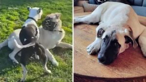 California County Euthanizes Dog
