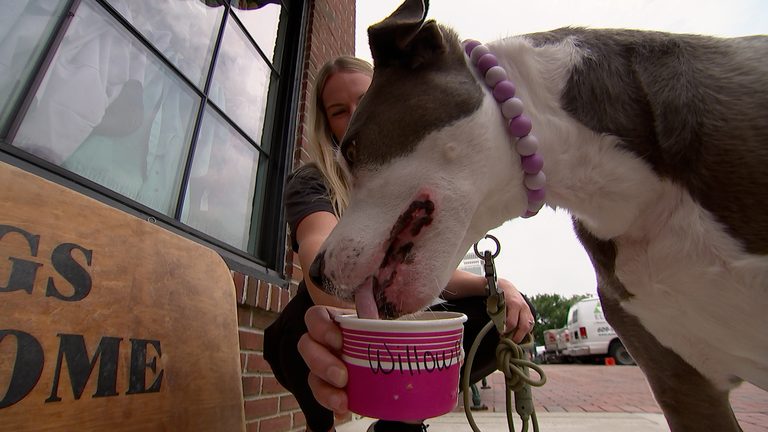 Cape May S Collar Bone Launches Dog Friendly Ice Cream On Washington Street Mall