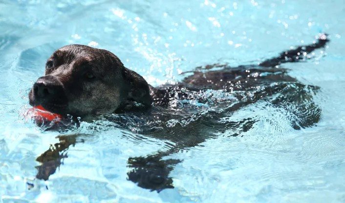 Casper Hosts Dog Dock Diving Event