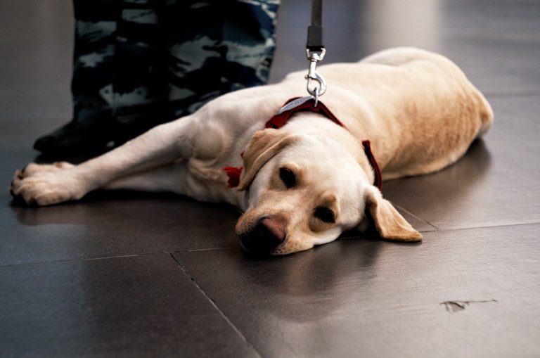 Casper Hosts Paws With A Purpose Fundraiser For Service Dog Scholarships
