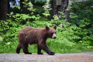 Casper Yearling Bear Removed From Garage