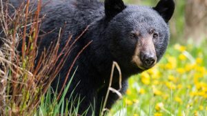 Cat Stands Ground Against Bear
