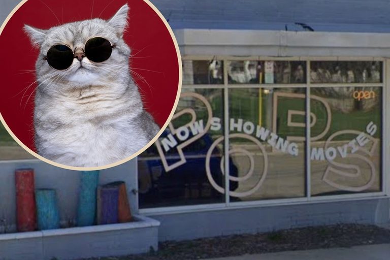 Cat Video Fest In Rochester