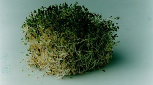 Cdc Warns Of Alfalfa Sprout Food Poisoning Outbreak Affecting 15 States