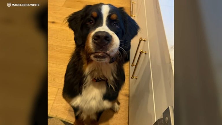 Celebrity Couple Sues Dog Trainer After 2 Year Old Bernese Mountain Dog Dies In