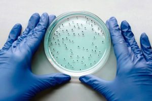 Cellular Fragility Linked To Chronic Disease