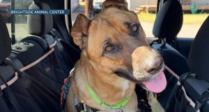 Central Oregon Animal Shelter