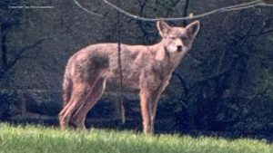 Cheltenham Township Police Warn Residents After Rabid Coyote Killed