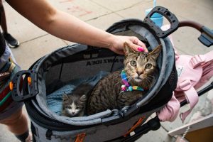 Chicago S First Cat Tour