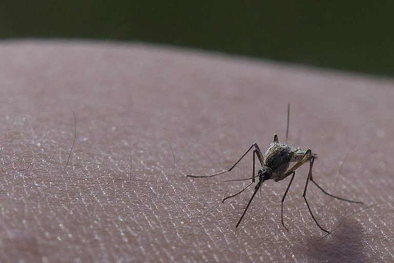 Chicago Sprays Insecticide In Beverly Morgan Park And Washington Heights To Comb