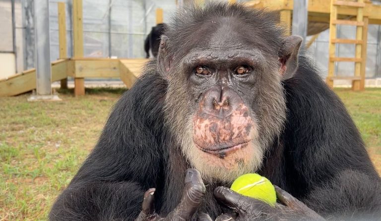Chimp Haven Expands Sanctuary With New Indoor Wing And Outdoor Yards In Keithvil