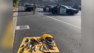 Chp Moves 31 Catfish Off Baldwin Park Road Urges Drivers To Stay Alert