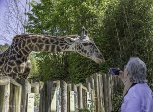 Cincinnati Zoo Launches Senior Discount For September Visits