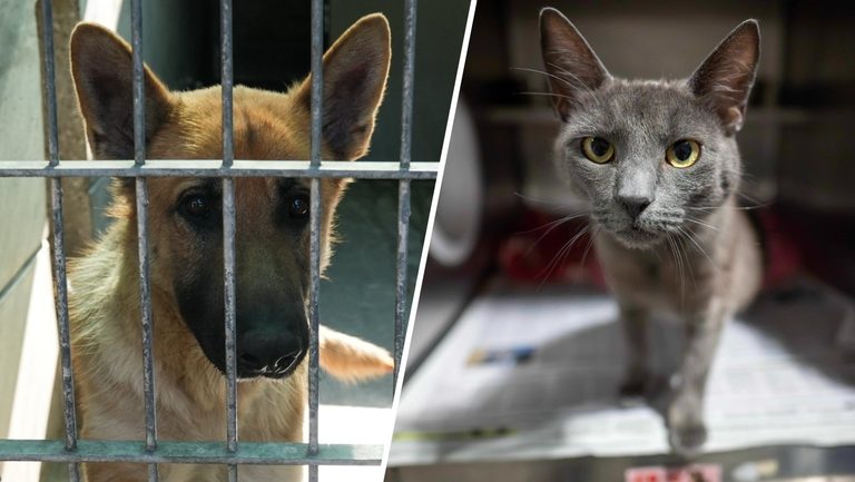 Clear The Shelters Pet Adoption