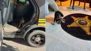 Clermont County Sheriff S Office Welcomes Bloodhound Puppy Annie For Tracking Du