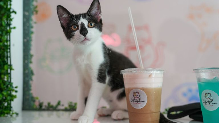 Collingswood Couple Opens Catmosphere Cat Sanctuary Caf