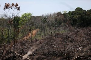 Colombia Sees Lowest Deforestation In 20 Years