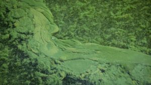 Colorado Health Officials Urge Residents To Check Water For Toxic Algae