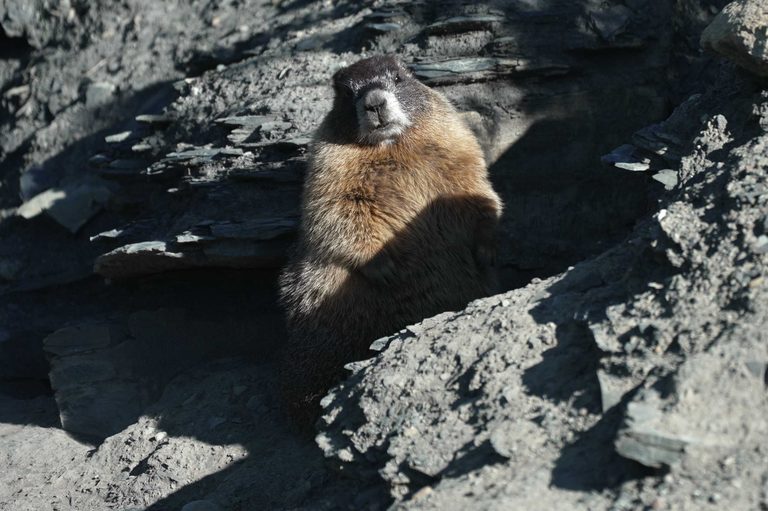 Colorado Researchers Launch Fat Marmot Week To Fund Alpine Rodent Study