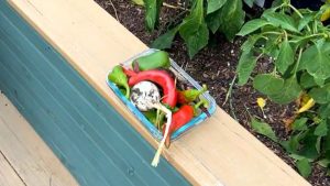 Colorado Springs Garden Harvest Peppers Tomatoes And Onions Picked As Season Win