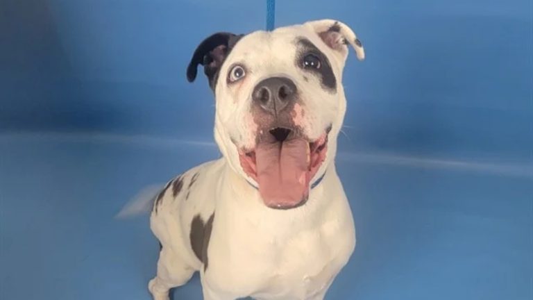 Colorado Springs Humane Society Highlights Adoptable Pit Bull Mix Oreo