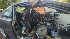Colorado Springs Officials Urge Drivers To Lock Cars After Black Bear Dies Insid